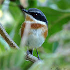 Cape Batis