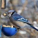 Blue Jay