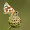 Red Underwing Skipper