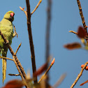 Rose-ringed Parakeet