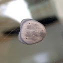 Arctiid moth