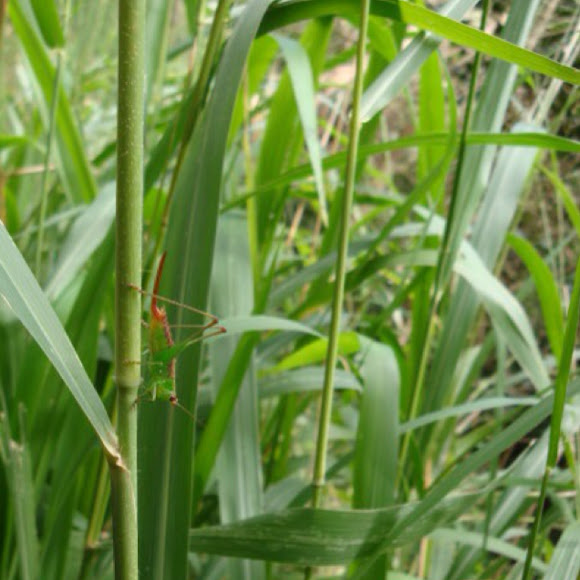 Spotting Image 1