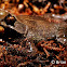 Mindanao horned frog
