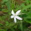 Star of Bethlehem