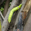 Oleander Hawk Moth