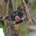 Common Brushtail Possum