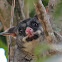 Common Brushtail Possum