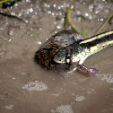 Common Garter Snake