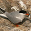 Arctic Tern