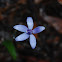 Blue silk Orchid