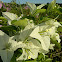Bougainvilla