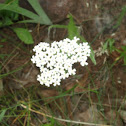 Yarrow