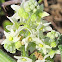 Wild Cucumber