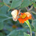 Gulf Fritillary