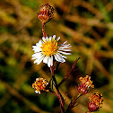 Small White Aster