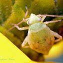 Plant Bug Nymph