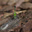 Eastern Pondhawk