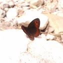Woodland Ringlet