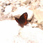 Woodland Ringlet