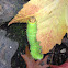 Polyphemus Moth Caterpillar
