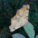 Maple Spanworm Moth