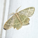 Blackberry looper (male)