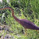 Purple Heron