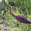 Purple Heron