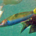 Moon Wrasse