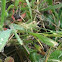 Grasshopper