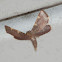 Yellow-fringed Dolichomia Moth