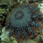 Crown-of-Thorns Starfish