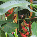 uncertain hummingbird