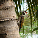 Black-rumped Flameback Woodpecker