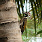 Black-rumped Flameback Woodpecker