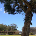 Paper tree