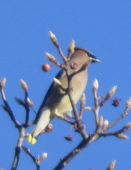 Spotting Image 1