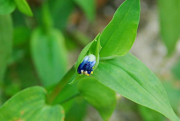 Spotting Image 1
