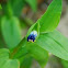 Asiatic Dayflower