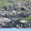 Galapagos Penguin