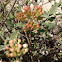 Viburnum juddi