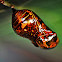 Common Crow butterfly (Pupa)