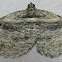 Bent-line Carpet Moth