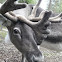 Reindeer