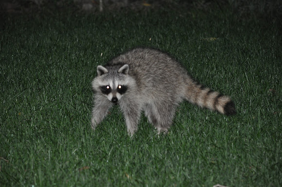 Spotting Image 1