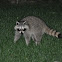 Raccoon