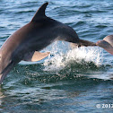 Common bottlenose dolphin