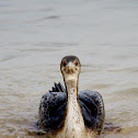 Socotra Cormorant (juv)