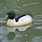 Common Merganser