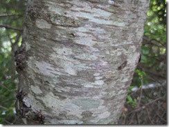 bark